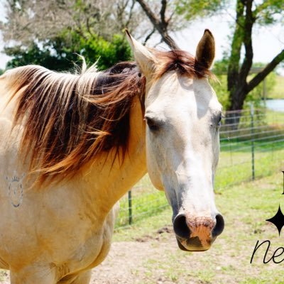 TXHorseRescue Profile Picture