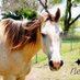 Becky's Hope (@TXHorseRescue) Twitter profile photo