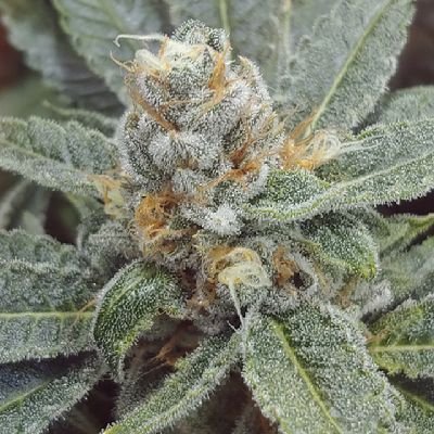 Westcoastconno1's profile picture. Cannabis Photographer