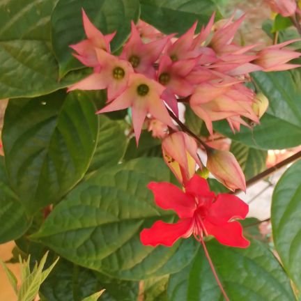 Official account of Assistant Horticulture Officer, Belaguntha