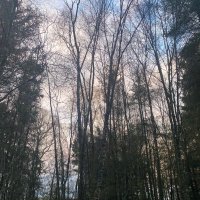 Communities For Diverse Forestry(@comsdivforestry) 's Twitter Profile Photo