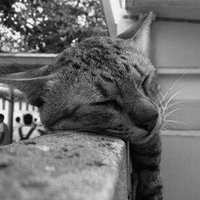 creÄMybütter (•ω•) (@sawamura_suju) 's Twitter Profile Photo creÄMybütter (•ω•) (@sawamura_suju) 's Twitter Profile Photo