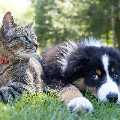 Visit KC Pet Adoptions Profile