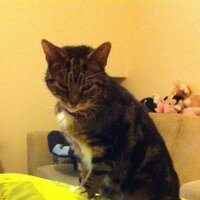 Marie Naylor (@tubbsmoochiecat) 's Twitter Profile