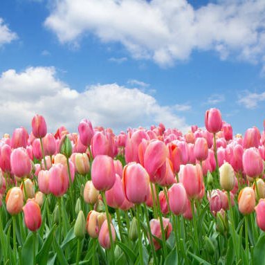 sakfi's profile picture. Psychology; Music; Green; Enjoy Life :)