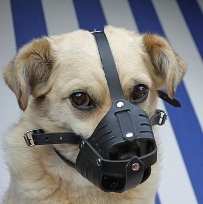 TheMasklessAP's profile picture. A mask free casino ap