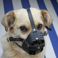 The Maskless AP (@themasklessap) 's Twitter Profile