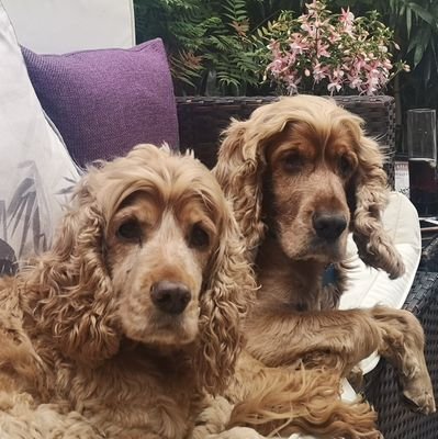 One Wife, Two Dogs. Port Vale FC
Stoke-on-Trent