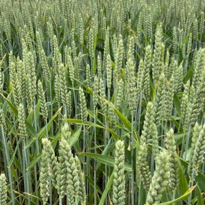 LinekeLess's profile picture. natuur, fotografie, interieur, gezondheidszorg.