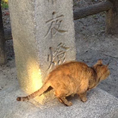 たなかさんさんのプロフィール画像