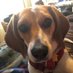 Daily_Beagle (@kehoe41) Twitter profile photo Daily_Beagle (@kehoe41) Twitter profile photo