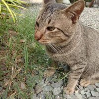 CryptoPreneur 🇵🇭 (@siopaooph) 's Twitter Profile