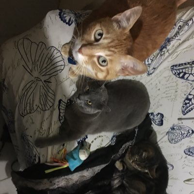 LillyMax64's profile picture. I'm a Sandman,Wednesday,all Marvel&Star wars,tv shows lover.Movies lover.Marvel&DC fan.WWE&AEW’s fan,most of all animals lover.Max & LillyMaxOrion & Stitch I♥U