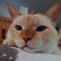 乃愛 (@nekomonitor) 's Twitter Profile