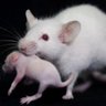 Lab_Tali_Kimchi's profile picture. Neuroscience; Sex differences; Social behavior; Neuroethology. @WeizmannScience