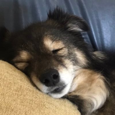 techi5678's profile picture. サイト運営5年目。外注様のおかげで何とか生きてます。SEO難しい。本業は情シス🙏愛犬と猫のために。