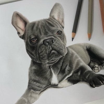 Lucyeleanor_art's profile picture. Coloured Pencil Pet Portraits - West Yorkshire - Commissions open message to book