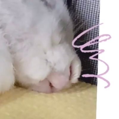 ประชาธิปไตยมั้ยさんのプロフィール画像