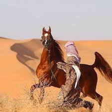 مسلم احب الله ورسوله والمسلمين 🌷عربي و ولائي لديني و وطني .
سيأتي اليوم الذي اتنفس الصعداء بتحرير بلدي . والخلاص من الطفيليات النجسه ،