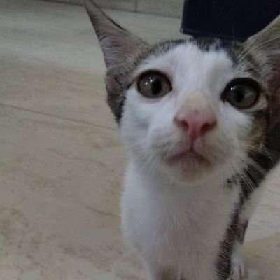 BittuSFC's profile picture. Student