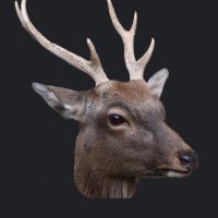 ただの鹿@するめriderチャンネル(@TDNSK_Rider) 's Twitter Profile Photo
