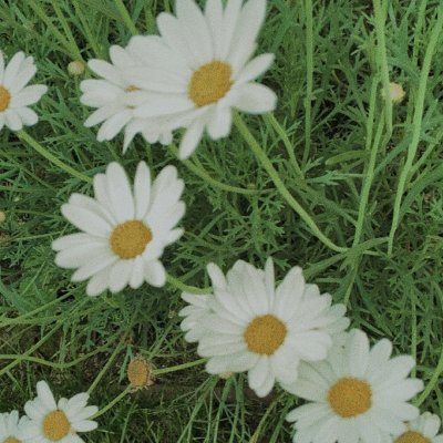 Bellis perennisさんのプロフィール画像