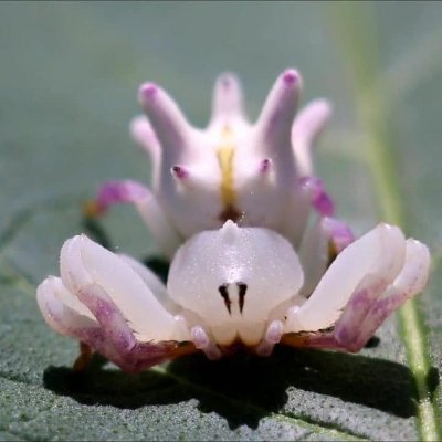 Spider39279342's profile picture. 