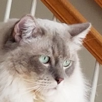 This account was for a well aged human. It has been taken over by Morgan a rescued alpha male Ragdoll. #FloofClub #catchatbookclub #theruffriderz #ragdoll