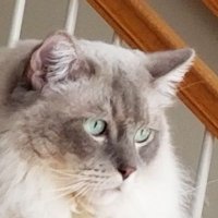 Morgan Moonraker - A Ragdoll Cat(@mhamilton167) 's Twitter Profileg