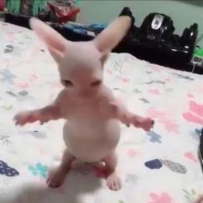 lecker_bissen's profile picture. я баба. паникую и гогочу