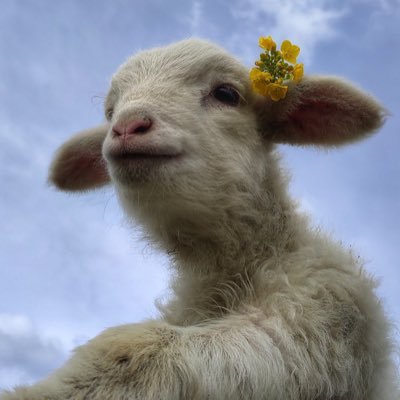 SahilGhauri's profile picture. Former gifted child!