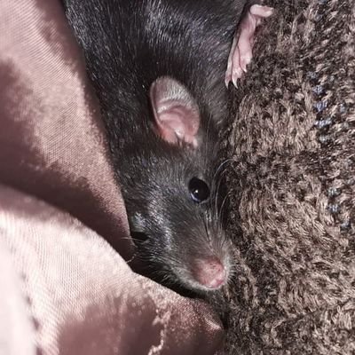 This is my adorable little girl Hexie the rat 🐀

Follow her Instagram https://t.co/MEyLfw2ljH