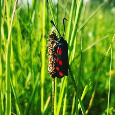 creating biodiversity from a lawn garden