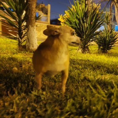 limonsalvaje's profile picture. Economista y estadístico