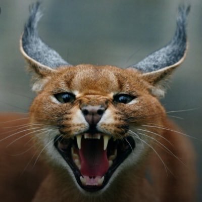 Mehhmatt's profile picture. Keep Calm cuz I'm right everybody awesome!