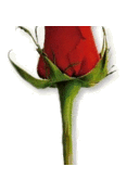 Ross Land - @RosaLaand - Twitter