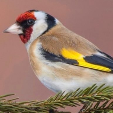 MrKights's profile picture. Reporting is different than narrating.