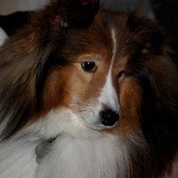 Suanne St. Charles (@stcharles) 's Twitter Profile