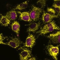 Mansfeld Lab (@mansfeldlab) 's Twitter Profile Photo Mansfeld Lab (@mansfeldlab) 's Twitter Profile Photo
