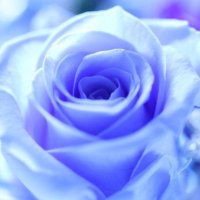 Azsa🎹🥂 (@bluerose822) 's Twitter Profile