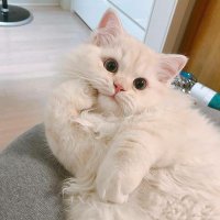 Chiayo 🍀⛓️ (@flufyyyyyy) 's Twitter Profile
