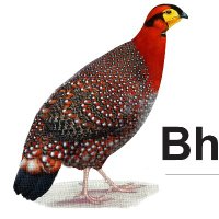 Bhutan Birds(@Sonam17393929) 's Twitter Profile Photo