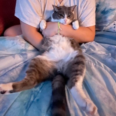 whaeresmyturkey's profile picture. how does one do a tweeter