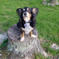 marla wilson (@twistedgoat8) 's Twitter Profile