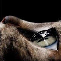 Knight (@knight48523680) 's Twitter Profile