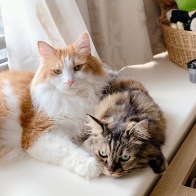 erimaru999's profile picture. ミックスきょうだい猫 2014年3月生まれ🐱 茶白♂おから7.5kg 、サビ♀もずく4kg 無言フォロー失礼します&歓迎です。 画像の無断転載お断りです。飼い主はOORer