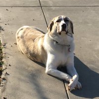 Sarah Triano (@striano) 's Twitter Profile