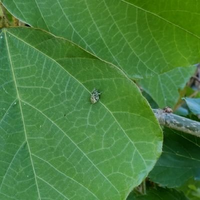 momo_iwase's profile picture. 