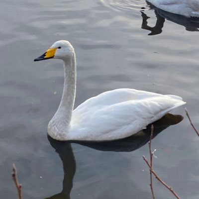 4TC0lXon611dTAM's profile picture. 千葉工大 apexサークル 未ロボ2年 ラーメンオタク