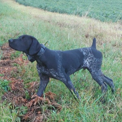 Follow along as we chase Ohio pheasant, quail, grouse and maybe a woodcock. Colt will be 9 months at the start of 2021 upland season. Follow us on tiktok.